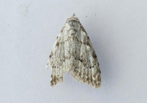 Nola confusalis